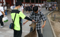 鹿とたわむれ