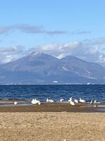 青松浜の白鳥 青松浜の白鳥