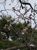 桑折町の梅 桑折町の梅