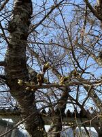 湖南の桜はまだまだかな！