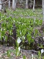 馬入新田の水芭蕉