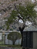 昇降口の桜吹雪