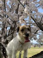 満開の福島市の桜と愛犬（茶々）
